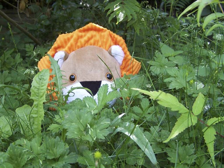 Petit Lion pour petit d&rsquo;Homme
